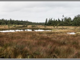 Cape Breton Hochmoor