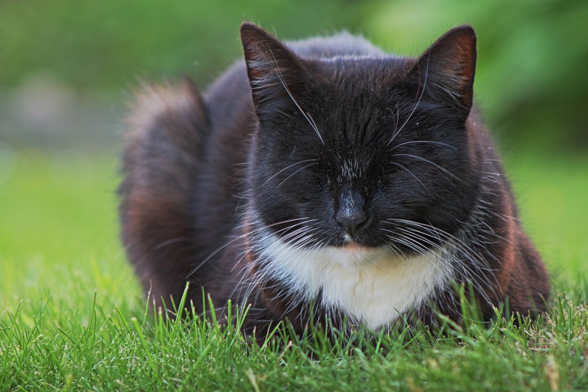 Schlafende Katze - Kopie