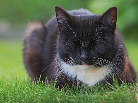 Schlafende Katze - Kopie