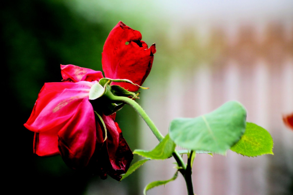 verblühte Rose