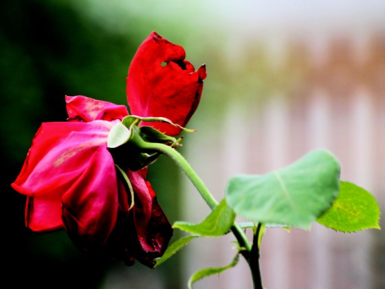 verblühte Rose