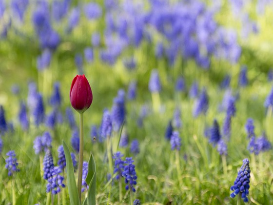 Tulipan im Britzer Garten - Berlin 2013