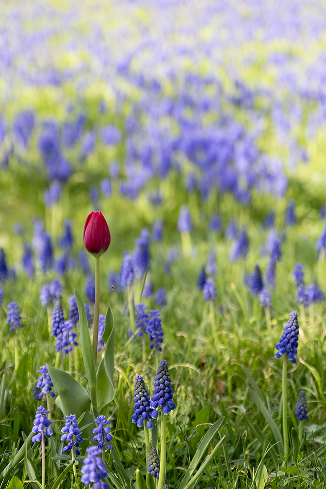 Tulipan im Britzer Garten - Berlin 2013