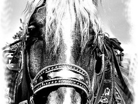 Pferd !