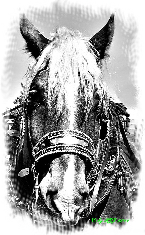 Pferd !