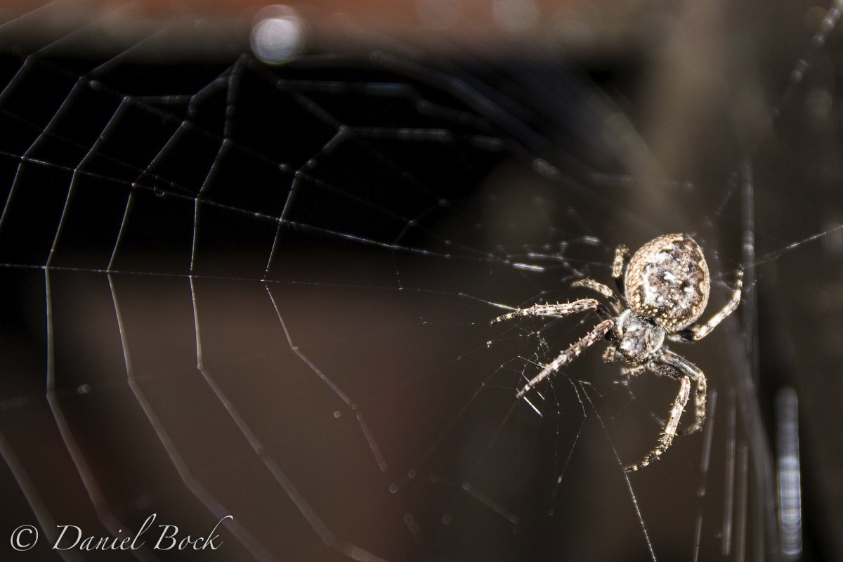 Spinne