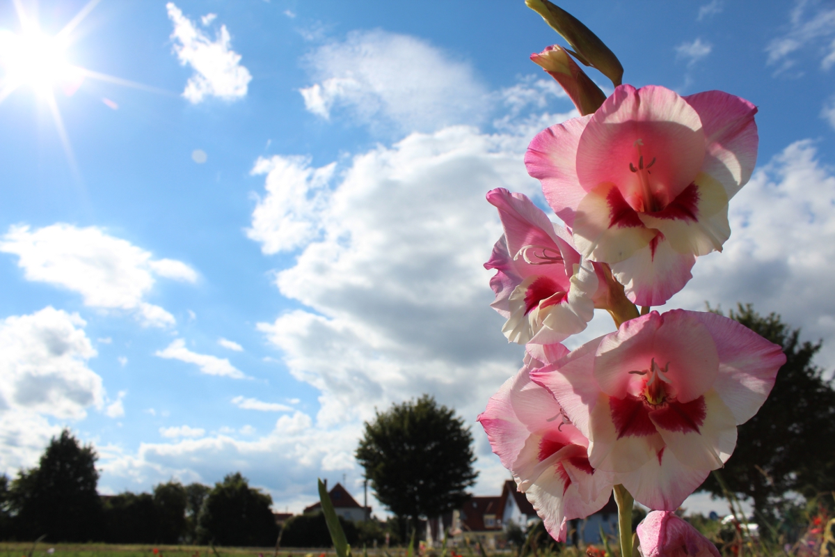 Blumen