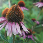 Blume3