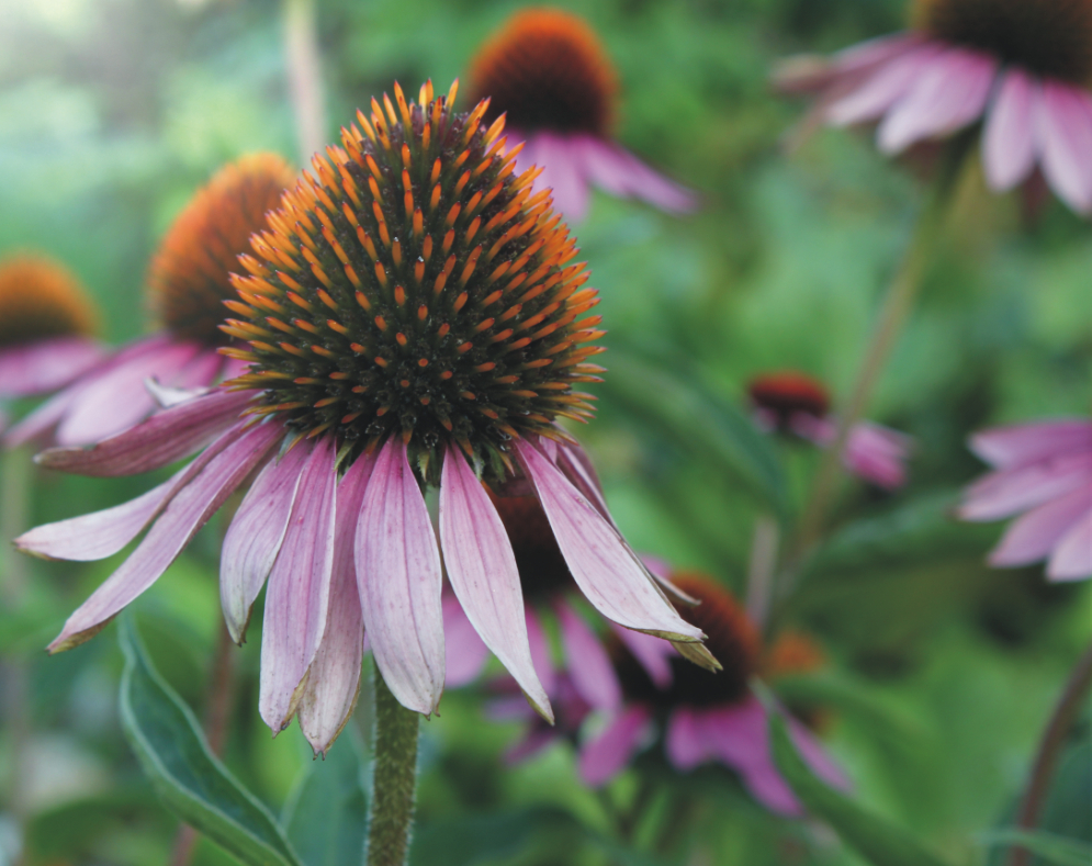 Blume3