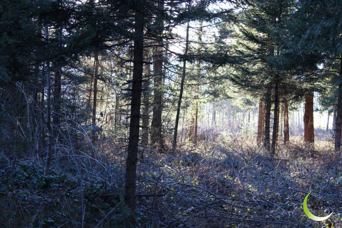 WALD Terfens