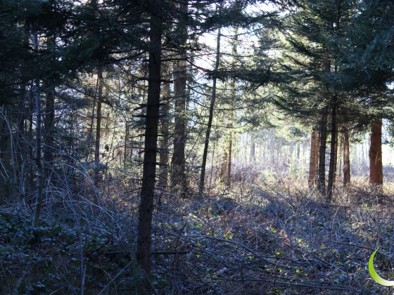 WALD Terfens