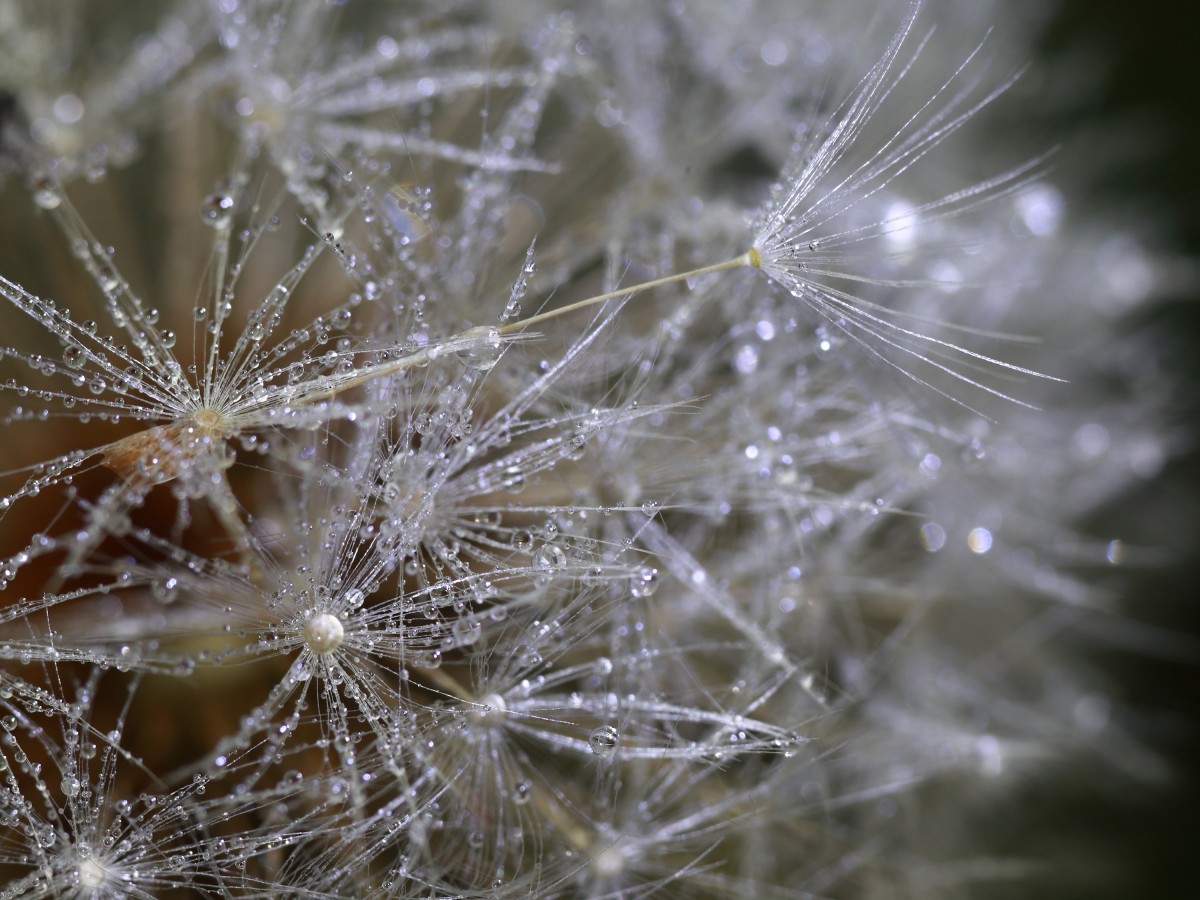 Pusteblume Nahaufnahme mit Morgentau