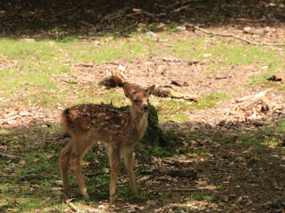 Im Wald