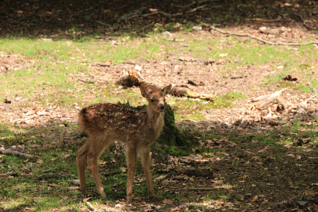 Im Wald