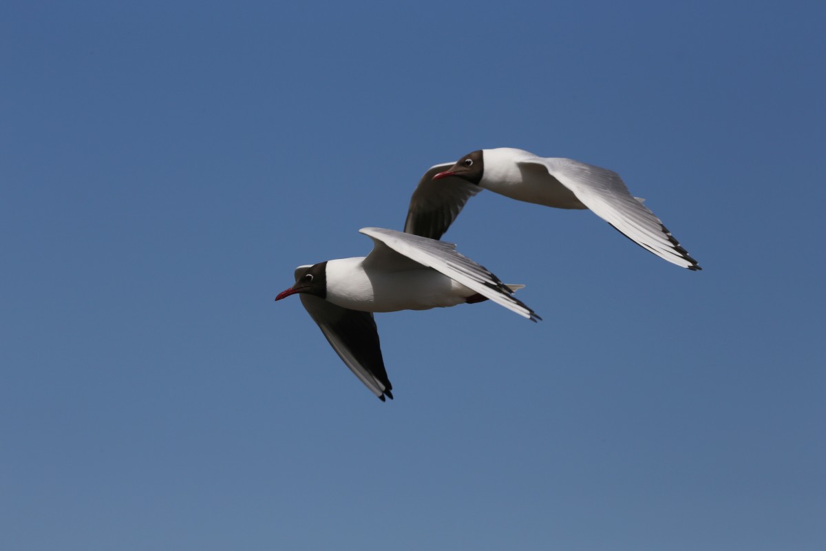 Lachmöwen im Synchronflug