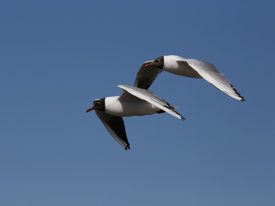 Lachmöwen im Synchronflug