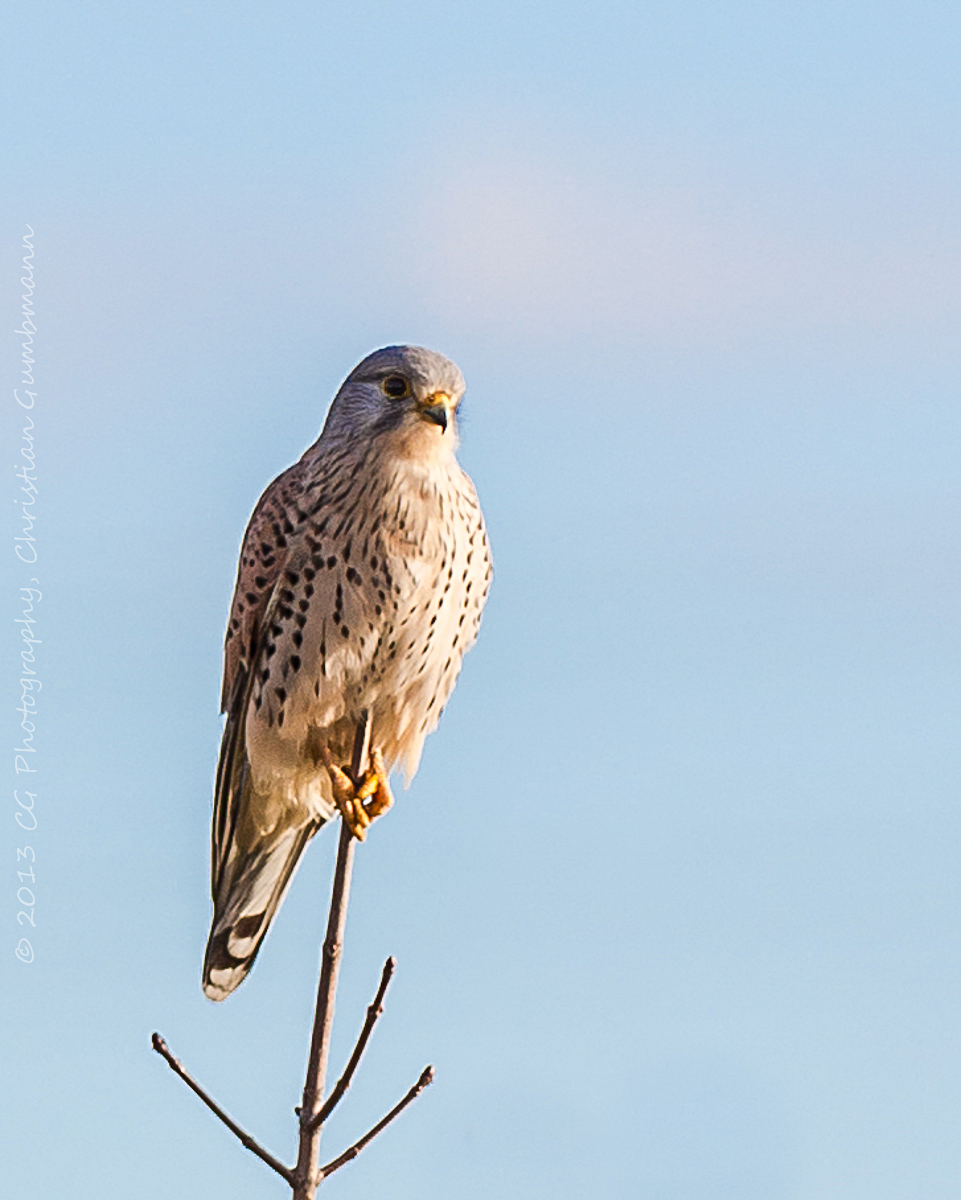 Turmfalke_3