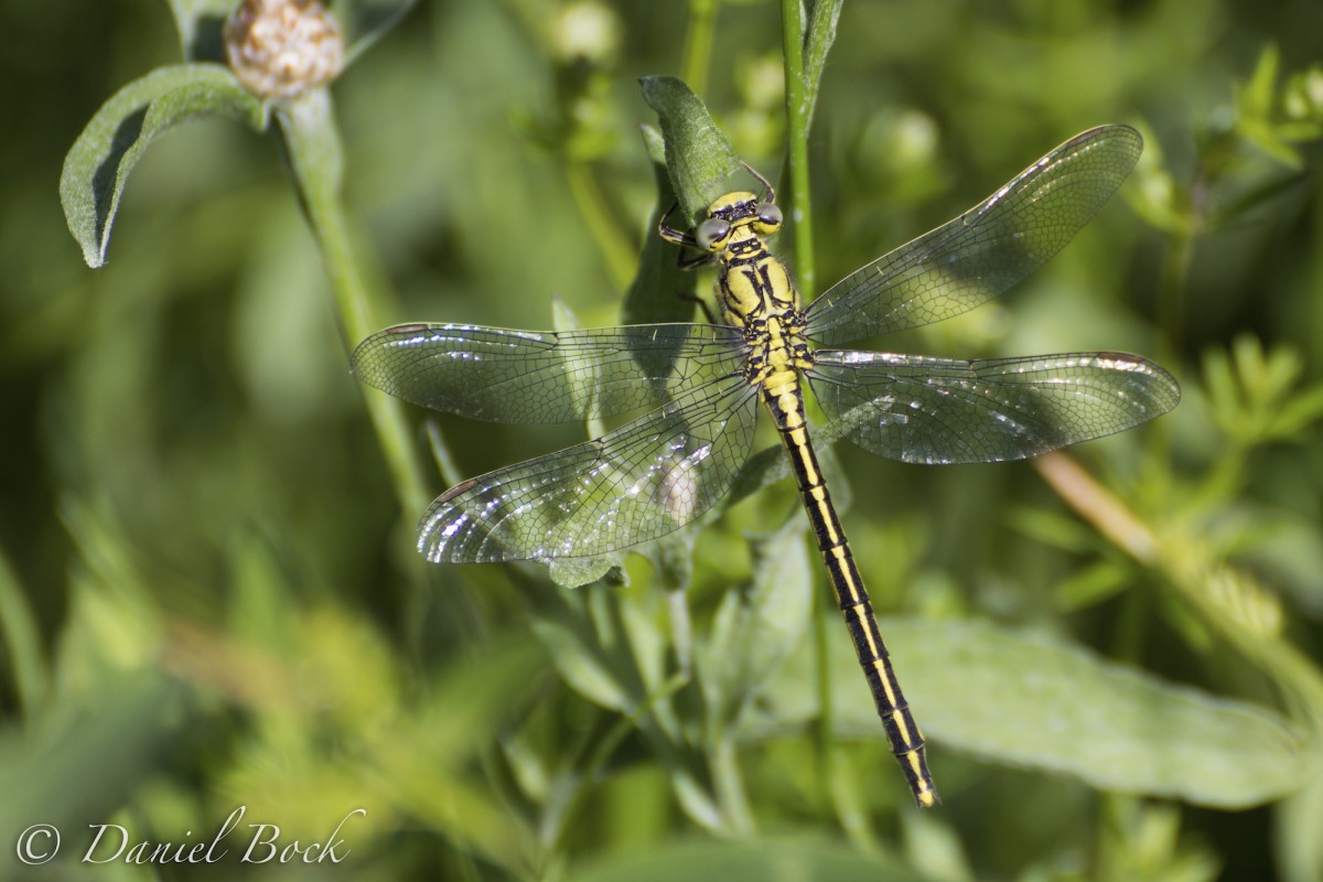 Libelle 2