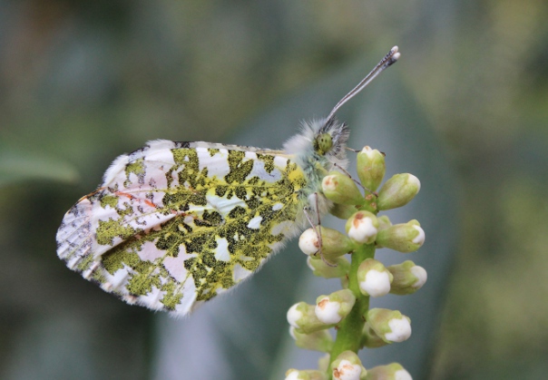butterfly