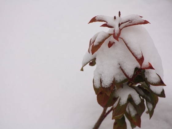 Schneeblumen