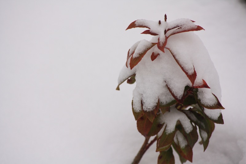 Schneeblumen