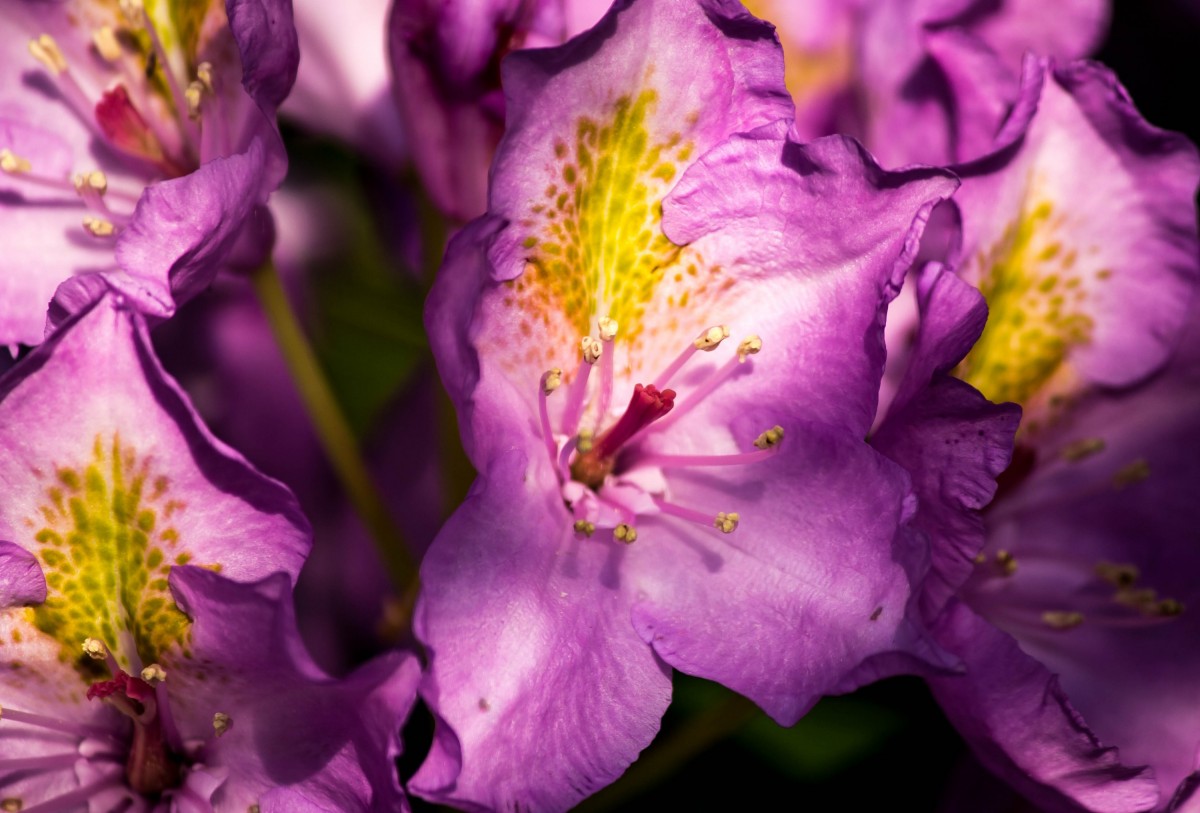 Blüten im Licht - mittig kann auch schön sein (1 von 1)