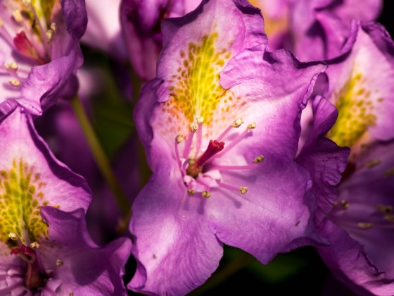 Blüten im Licht - mittig kann auch schön sein (1 von 1)