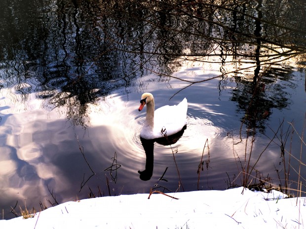 Schwan