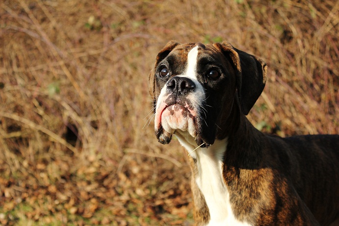 Boxerwelpe