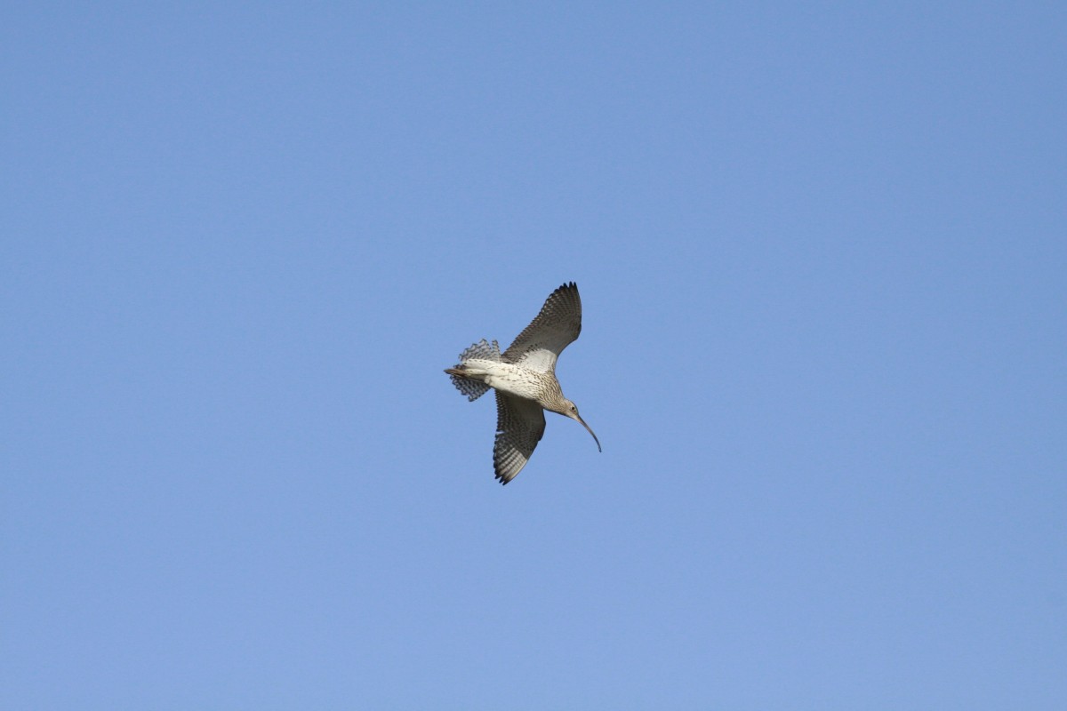 Großer Brachvogel auf Norderney