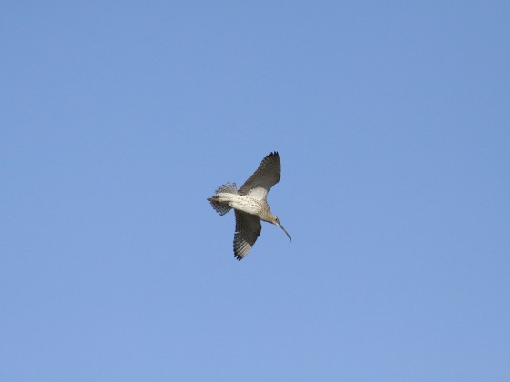 Großer Brachvogel auf Norderney