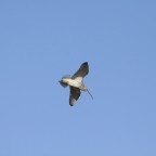 Großer Brachvogel auf Norderney