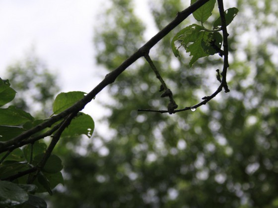 IMG_0007