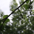 IMG_0007