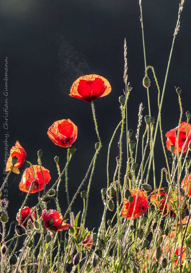 Mohn_waerend_Hummel