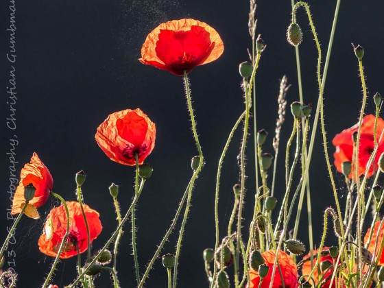 Mohn_waerend_Hummel