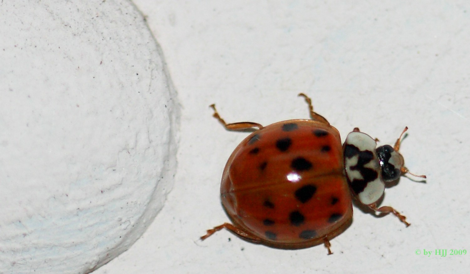 Marienkäfer
