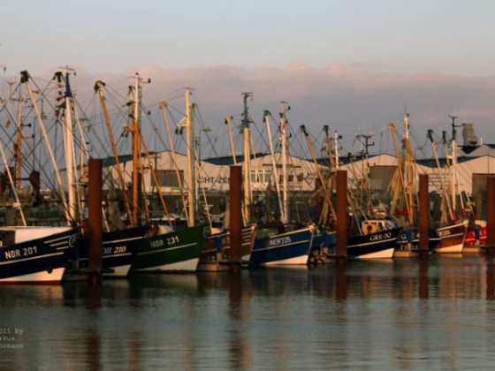 Kutter im Hafen