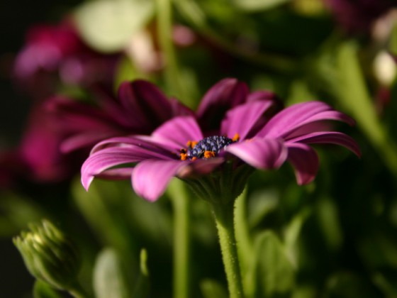 Ab durch die Hecke.... Endlich auch auf dem EOS D Forum erhältlich :D