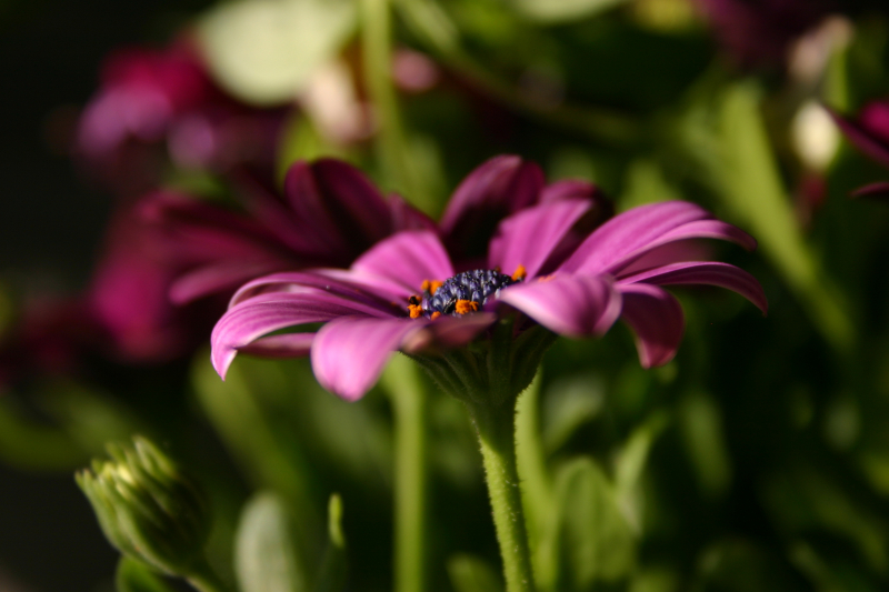 Ab durch die Hecke.... Endlich auch auf dem EOS D Forum erhältlich :D