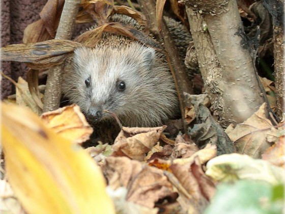 Der letzte Igel