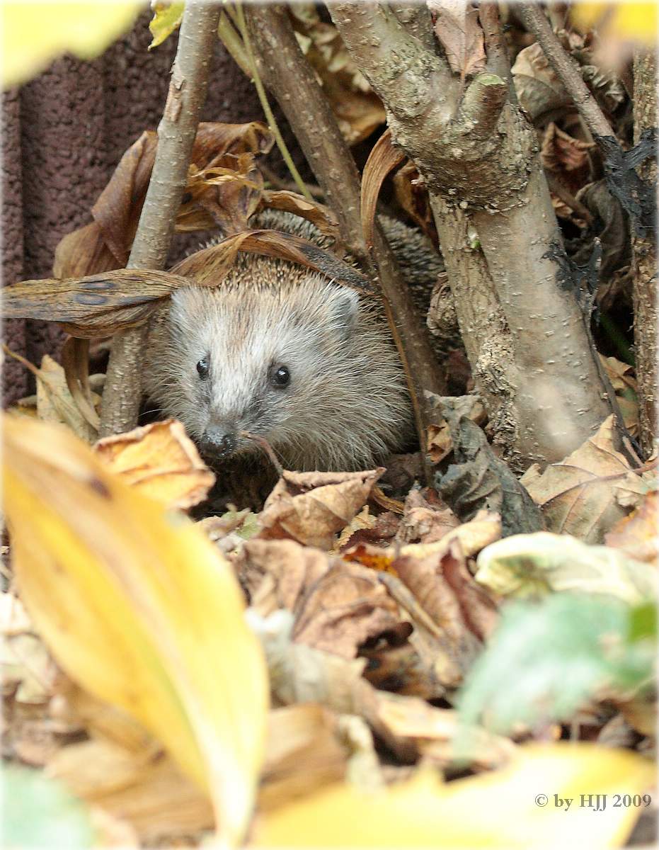 Der letzte Igel