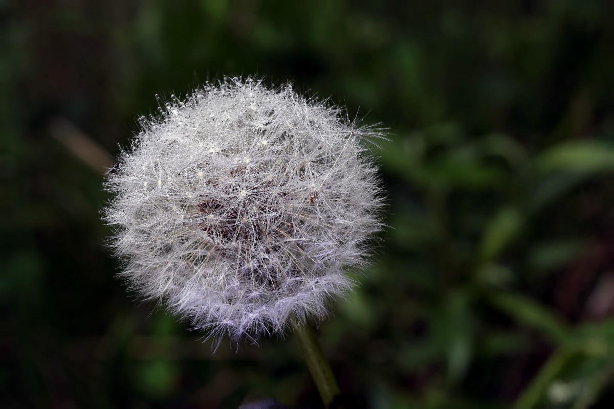 Löwenzahn - Pusteblume