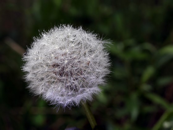 Löwenzahn - Pusteblume