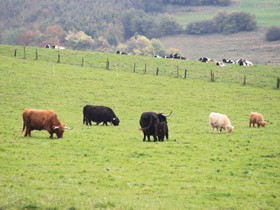 Unsere Tiere, mehr darüber auf www.vom-hartelstein.de