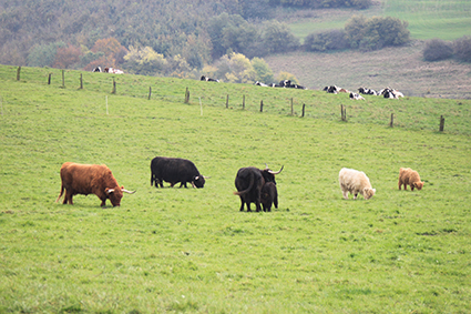 Unsere Tiere, mehr darüber auf www.vom-hartelstein.de