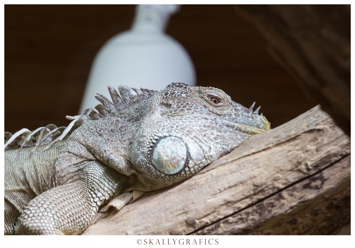 Karlsruher Zoo 16.03.2014