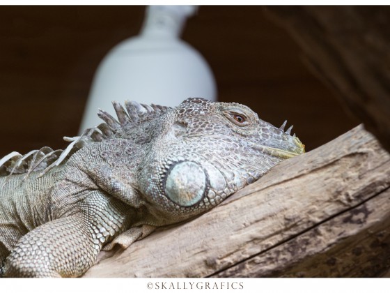 Karlsruher Zoo 16.03.2014