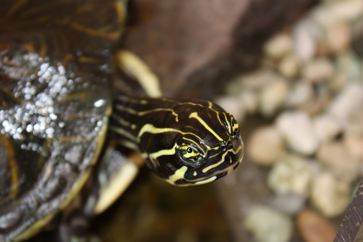 Pitta die Schildkröte