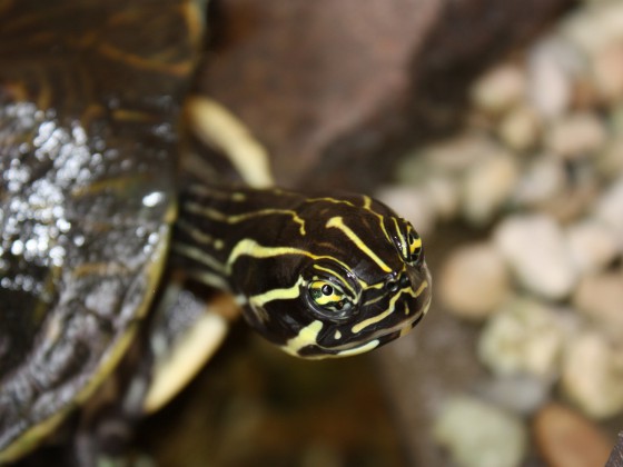Pitta die Schildkröte